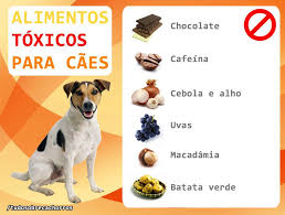 Tudo Sobre Cachorros - Alimentos TÓXICOS para cães! Saiba os ...