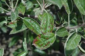 Program within @mayoclinicgradschool is currently accepting applications! Apple Malus Spp Necrotic Leaf Spot Pacific Northwest Pest Management Handbooks