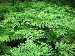 Image result for Pteris