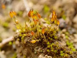 Image result for Emilia caespitosa