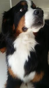 Hi Pet Lovers Buy All Pet Products At One Place Https Www Marshallspetzone Com 14 Cat Dogs Beautiful Dogs Cute Dogs
