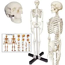 Anatomy chart what is an anatomy chart? Human Skeleton Anatomy Model With Metal Stand 33 5 Inches Human Skeleton Model With Movable Arms And Legs Including Anatomical Skeleton Model Colorful Chart Amazon Com Industrial Scientific