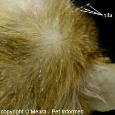Image result for what do lice look like in dog fur