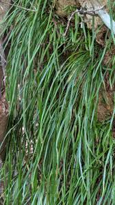 Image result for Vittaria