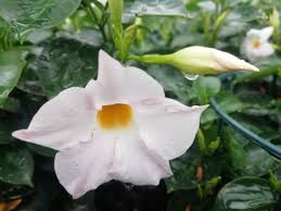 Image result for dipladenie sanderi obrázek