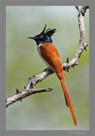 Pin On Birds