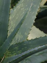 Image result for Aloe bukobana