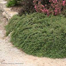 Little Dipper Cotoneaster Cotoneaster Ground Cover Plants Plants