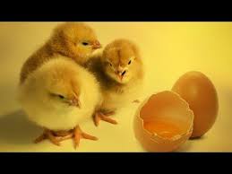 Here you may to know how to get fertile chicken eggs. How Do Farmers Know When There S A Chicken In The Egg Farming Base