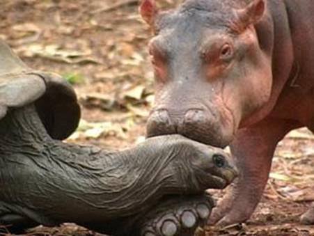 White Wolf : 100 Year-old Tortoise acts as Mom to Baby Hippo