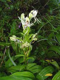 Image result for Habenaria tentaculigera
