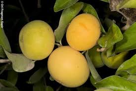 Image result for Dovyalis macrocalyx