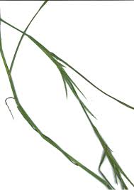 Image result for Hemarthria