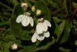 Image result for Justicia lithospermoides
