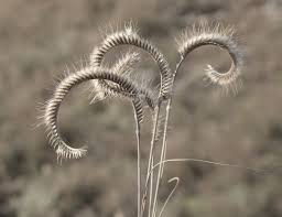 Image result for Ctenium concinnum