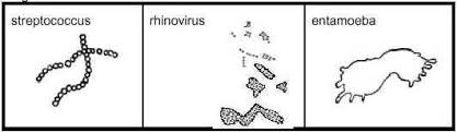 Look under the microscope deadly viruses look absolutely. Distinguishing Bacteria Protozoa And Viruses