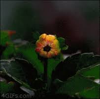 We did not find results for: Blooming Flower Gifs Get The Best Gif On Giphy