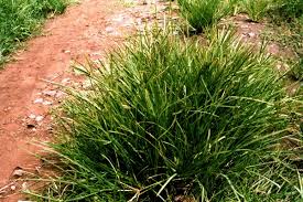 Image result for Eleusine africana