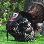 The figures provided here are averages of numbers. How Much Does A Turkey Weigh