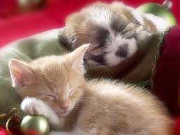 1280x800 teddybear64 dog and cat wallpaper. 404 Not Found Baby Animals Cute Animals Animals