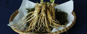 Le pignon de pin pèse cinq grammes et mesure entre cinq et sept millimètres. Effets Secondaires Du Ginseng Et Ses Contre Indications