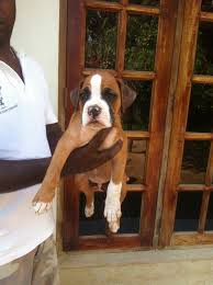 Von Eldorado Boxers Home Facebook