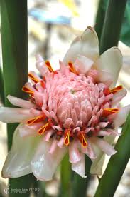 Image result for Etlingera