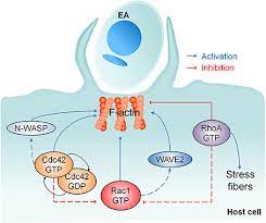 It was originally identified in s. Frontiers Rac1 Wave2 And Cdc42 N Wasp Participation In Actin Dependent Host Cell Invasion By Extracellular Amastigotes Of Trypanosoma Cruzi Microbiology