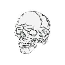 Transparent Skull Illustration Skull Sketch Skull