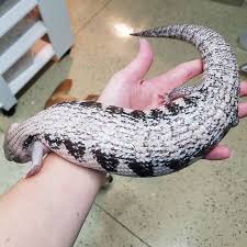 Arizona Lizard Black And White Tail Black And Grey Northern Blue Tongue Skink Not Much Can Beat A Greyscale Northern Bluetongueskink Skinks Re Blue Tongue Skink Cute Reptiles Reptile Breeder