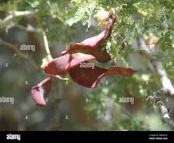 Image result for Acacia amythethophylla