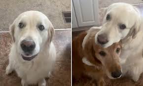 Golden retrievers are the perfect family pet. Golden Retriever Apologizes To His Brother For Stealing A Treat By Giving Him A Huge Hug Daily Mail Online