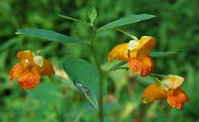 Image result for Impatiens  capensis