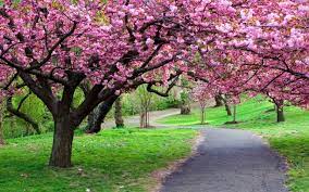 20 best trees to grow in small places in front of house | best and beautiful trees in the world. 20 Most Beautiful Flowering Trees Around The World