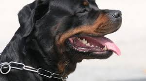 Un chien n'aboie pas pour rien, n'oublions pas que c'est sa manière de communiquer. Attention Chien Bruyant