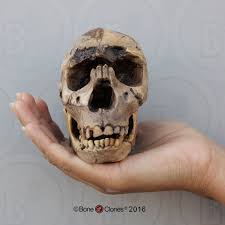 This skeleton is 40% complete. Homo Ergaster Turkana Boy Skull Half Scale Bone Clones Inc Osteological Reproductions