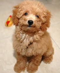 If lifes circumstances ever necessitate you having to rehome your poodle, we will make every attempt to help you. Pin On Todolindo