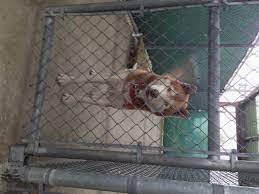 The shelter makes every effort to find the owners of stray animals and encourages pet owners to keep their pets licensed and tagged. Clare County Animal Shelter Petfinder