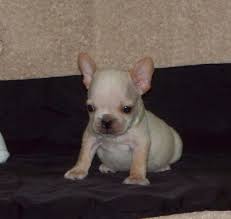 11 weeks champion bloodline& sired: French Bulldog Puppy For Sale In Lynchburg Va Adn 71857 On Puppyfinder Com Gender Male Age 7 French Bulldog Bulldog Puppies For Sale French Bulldog Puppy