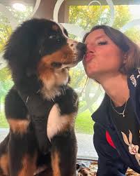 Toelettatura Lilly e il Vagabondo