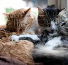 Bathing · since 1982 · locally owned · collars & leashes The 8 Best Pet Photographers In Denver Peerspace