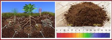 Super angebote für nature soil hier im preisvergleich. What Is Alkaline Soil And How Gypsum Helps In The Treatment Of Alkaline Soil
