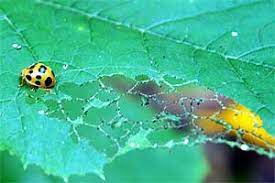 Using environmentally friendly products is another strategy to prevent pollution. Eco Friendly Pest Control Growing A Greener World