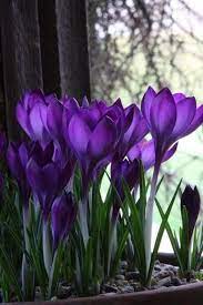 Snowdrop Crocus Flower Purple Garden Purple Flowers Beautiful Flowers Perennial Bulbs