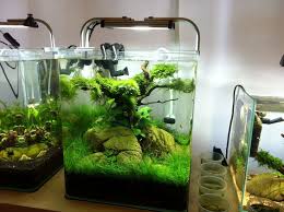 It requires a lot of patience and skill, but it can be one of the most rewarding hobbies. For Many Beginner Aquascapers There Are Very Real Constraints On Space And Budget This Is Where A Nano Aquascape Ca Nano Aquarium Moss Tree Aquarium Fish Tank