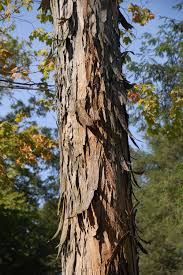 نتیجه جستجوی لغت [hickory] در گوگل
