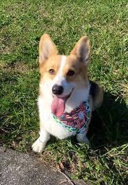 pembroke welsh corgi guide to the pembroke welsh corgi