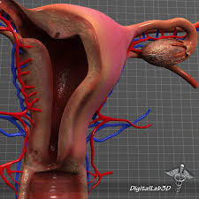 Human Female Reproductive System Maya Lightwave Open Conversions Reproductive System Female Reproductive System Anatomy Female Reproductive System