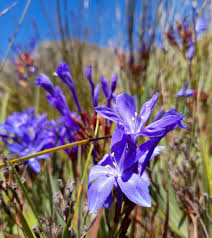 Image result for Neorautanenia ficifolia