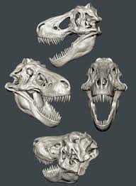 Artstation Rex Skull Study Maarten Verhoeven In 2020 Skull Anatomy Rex Lion Sculpture